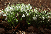 Våryra! - Vi i Villa