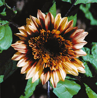 Solblomman alla älskar - Vi i Villa