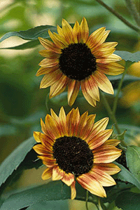 Solblomman alla älskar - Vi i Villa