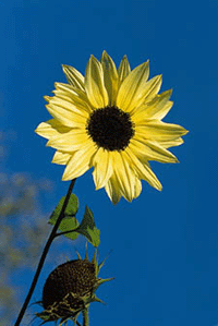 Solblomman alla älskar - Vi i Villa