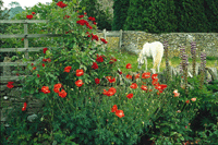 Förverkliga dina trädgårdsdrömmar - Vi i Villa