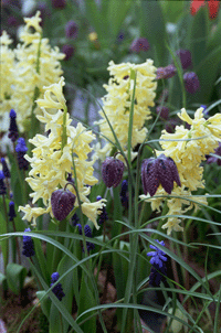 Våryra! - Vi i Villa