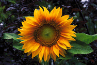 Solblomman alla älskar - Vi i Villa