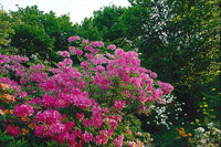 Skynda till azaleadalen! - Vi i Villa