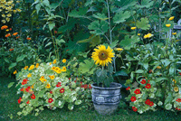 Solblomman alla älskar - Vi i Villa