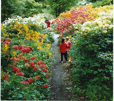 Ett av göteborgarnas säkraste vårtecken är när azaleadalen i Slottsskogen står i full blom.