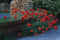 Förverkliga dina trädgårdsdrömmar - Vi i Villa