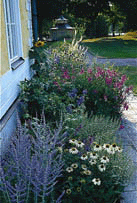 Förverkliga dina trädgårdsdrömmar - Vi i Villa