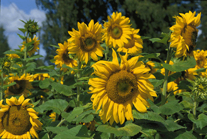 När solrosen strålar mot klarblå himmel är det som om naturen slår upp ett glatt skratt. Vilken härlig solskensblomma, vilket underverk hon är. Du sår fröer på våren, några månader senare står hon med ”ansiktet” högt uppe i skyn och ser leende ned på dig!