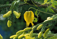 Klättrande klenoder på nytt sätt - Vi i Villa