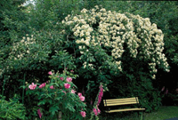 Klättrande klenoder på nytt sätt - Vi i Villa