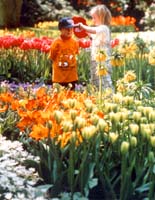 Rädda tulpanerna undan Bambi - Vi i Villa