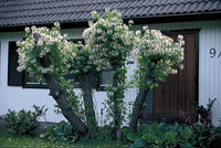 Klättrande klenoder på nytt sätt - Vi i Villa