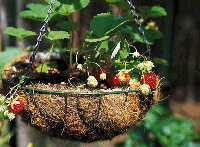Den hängande trädgården - Vi i Villa