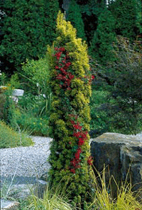 Klättrande klenoder på nytt sätt - Vi i Villa