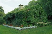 Klättrande klenoder på nytt sätt - Vi i Villa