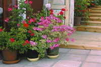 Just nu i trädgården – juni - Vi i Villa