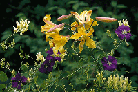 Klättrande klenoder på nytt sätt - Vi i Villa