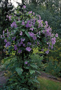 Klättrande klenoder på nytt sätt - Vi i Villa