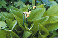 Just nu i trädgården – juni - Vi i Villa