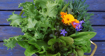 Många blommor i trädgården är både vackra och välsmakande. Här får du veta vilka och vad du kan göra med dem.