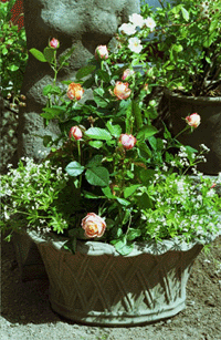 Flyttbar fägring! - Vi i Villa