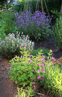 Ätliga blommor - Vi i Villa