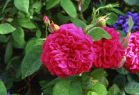 Ätliga blommor - Vi i Villa