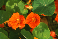 Ätliga blommor - Vi i Villa