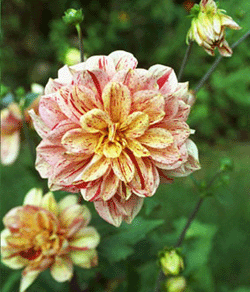 Flyttbar fägring! - Vi i Villa