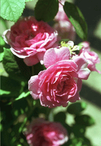 Flyttbar fägring! - Vi i Villa