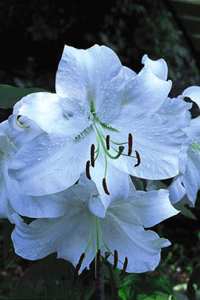 Förljuva livet med liljor - Vi i Villa