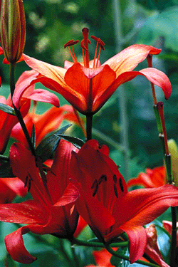 Förljuva livet med liljor - Vi i Villa