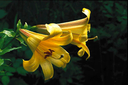 Förljuva livet med liljor - Vi i Villa