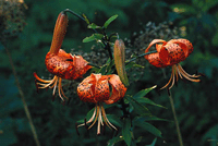 Förljuva livet med liljor - Vi i Villa