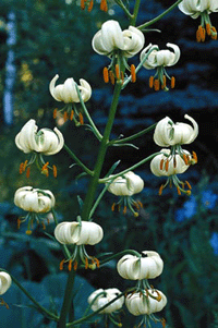 Förljuva livet med liljor - Vi i Villa