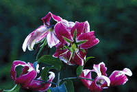 Förljuva livet med liljor - Vi i Villa