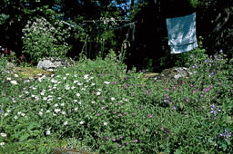 Trädgårdar i Stockholm - Vi i Villa