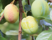 Just nu i trädgården – september - Vi i Villa