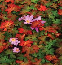 Just nu i trädgården – september - Vi i Villa