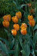 Duka upp för vårens blomsterfest - Vi i Villa