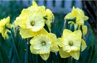 Duka upp för vårens blomsterfest - Vi i Villa