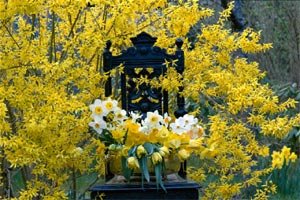 Duka upp för vårens blomsterfest - Vi i Villa