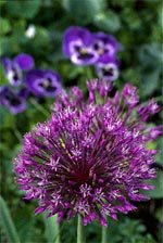 Duka upp för vårens blomsterfest - Vi i Villa