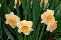 Duka upp för vårens blomsterfest - Vi i Villa