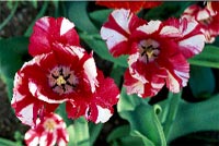 Duka upp för vårens blomsterfest - Vi i Villa