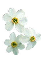 Duka upp för vårens blomsterfest - Vi i Villa