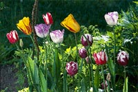 Duka upp för vårens blomsterfest - Vi i Villa