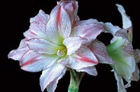 Vinterns blommande underverk - Vi i Villa