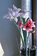 Vinterns blommande underverk - Vi i Villa